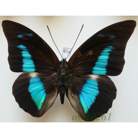 Archaeoprepona demophon (Linnaeus, 1758) Peru 97mm61a